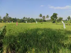 TANAH SAWAH PRODUKTIF MURAH NEGO SAMPAI JADI Dekat Pusat Kota Cianjur