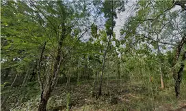Jual Tanah Tegalan 11 Hektar, 200.000 per meter