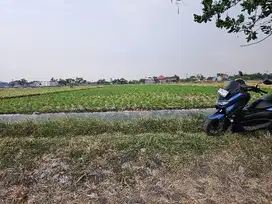 Tanah sawah pinggir jalan murah harga tiada lawan