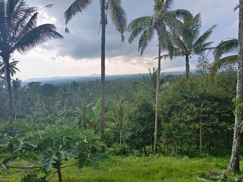 kebun full durian view cantik pinggir jalan hotmik