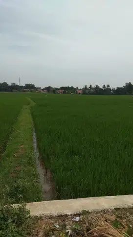 Tanah Murah Untuk Perumahan di Campakasari Purwakarta