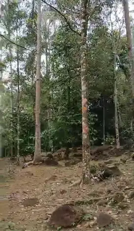 Dijual tanah kebun cengkeh produktif, 4 Ha, 2 ton/panen, 600 juta