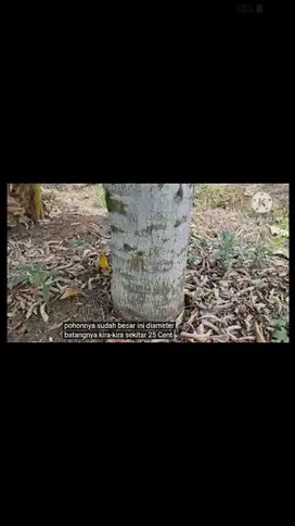 bisa untuk gudang,peternakan,perkebunan dll