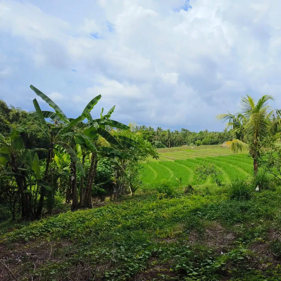 tanah kebun los sungai view sawah luas kecil di tabanan bali