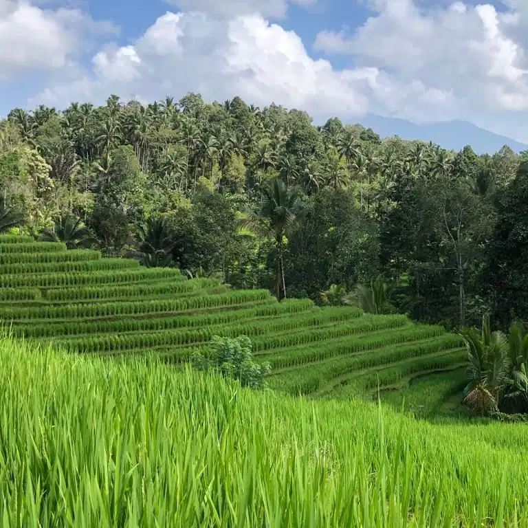 tanah kebun dan sawah los sungai murah di tabanan bali