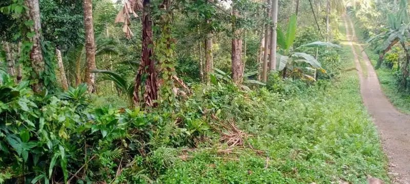 tanah kebun murah di tabanan bali