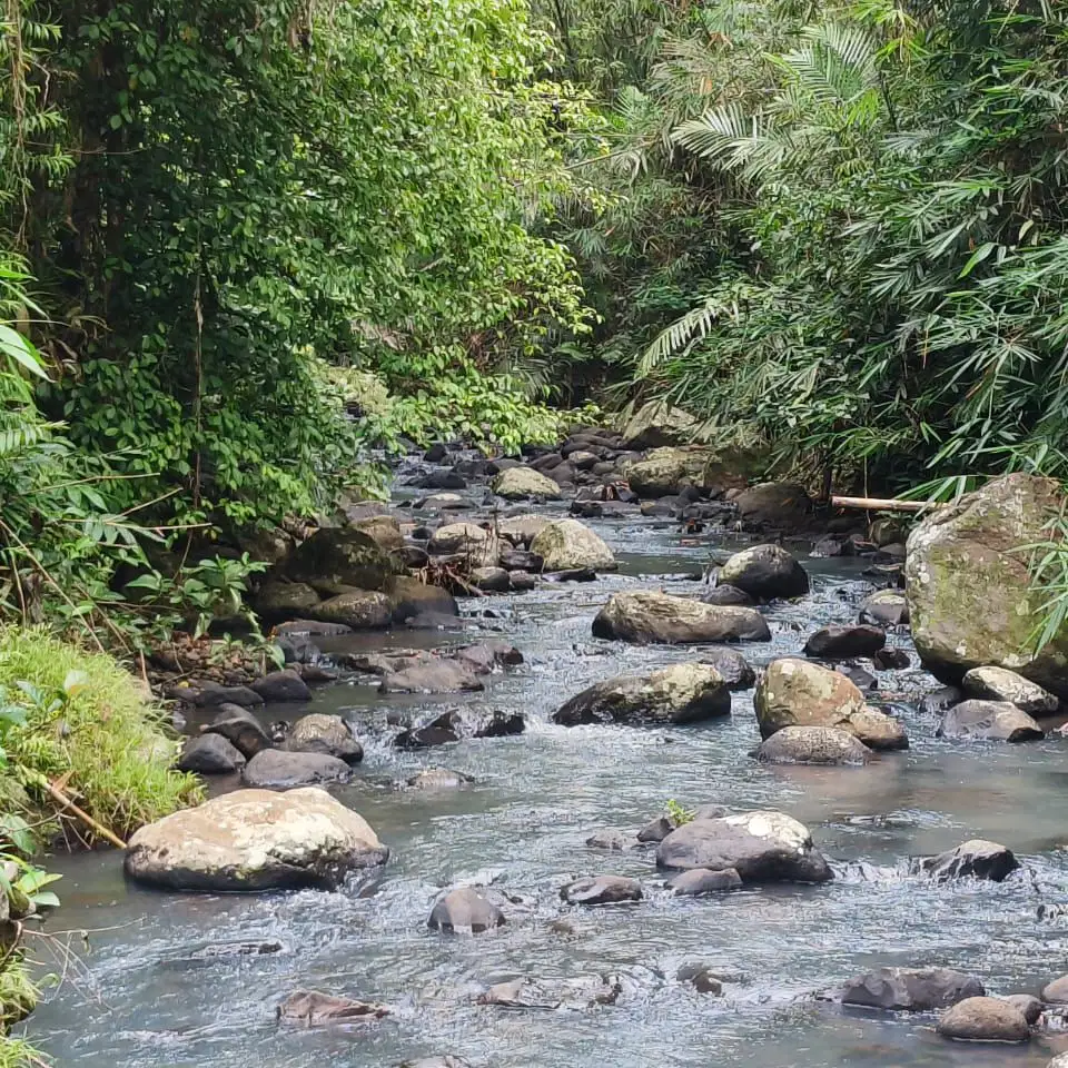 di jual kebun durian aneka jenis di tabanan bali