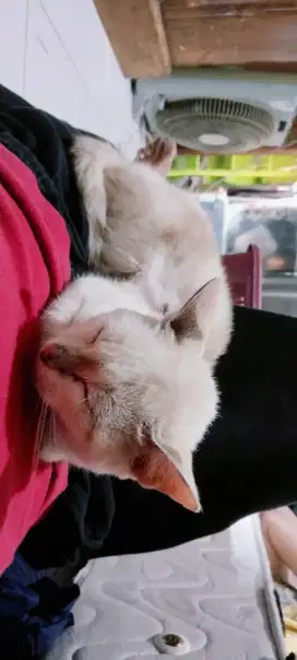 Kucing  jinak betina