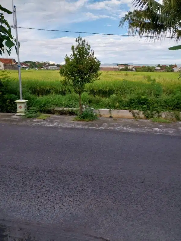 JUAL TANAH SAWAH DI SEKITARAN BANGUNHARJO BANTUL