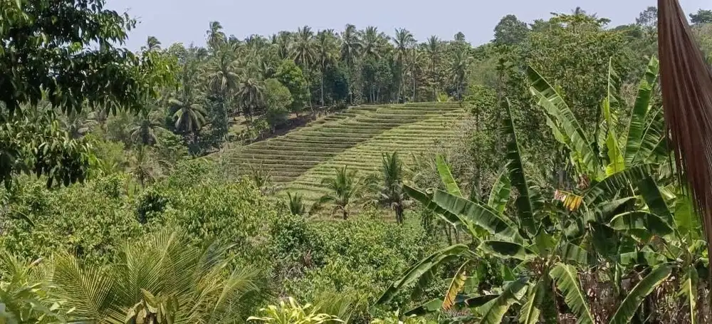 Jual view sawah luasan kecil di tabanan bali