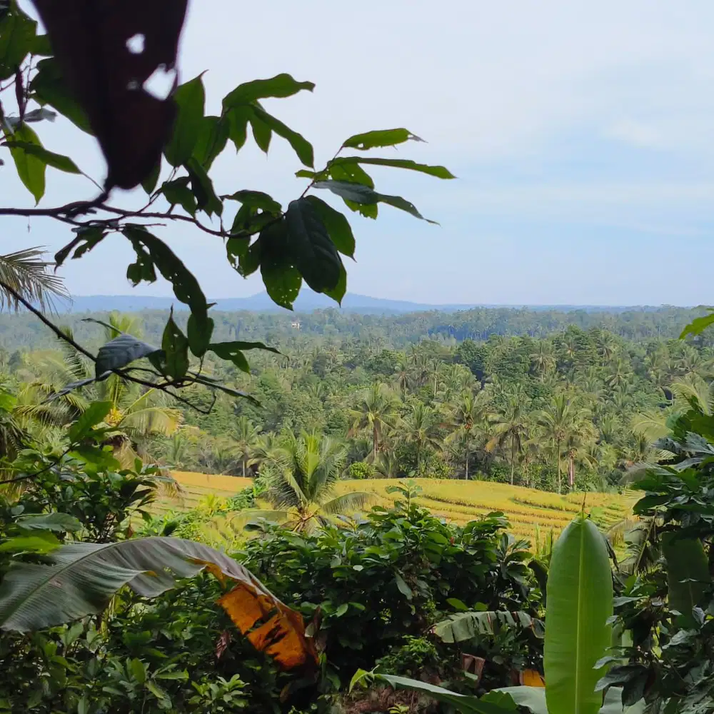 di jual tanah kebun view sawah dan lembah di tabanan bali