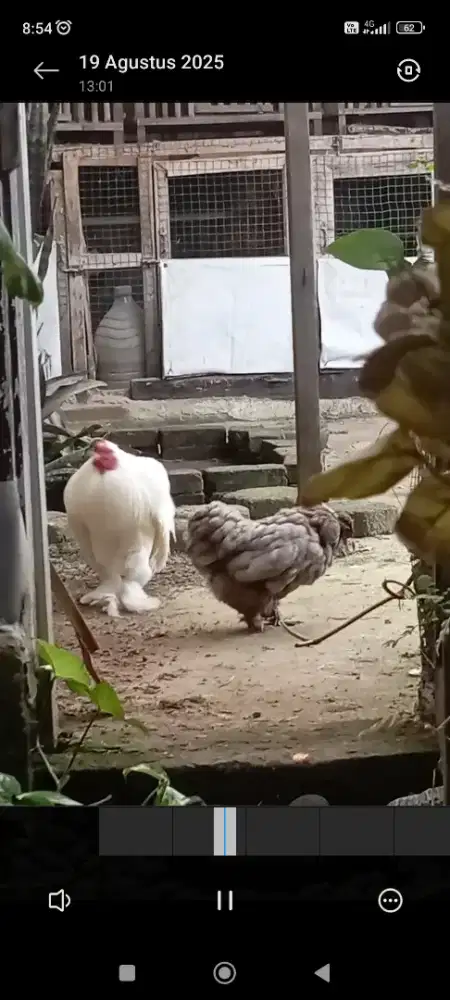 Ayam ga tre chocin