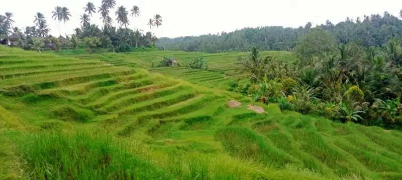 luas 28 view sawah terasering