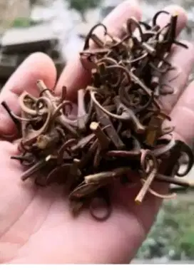 kait cakar elang khas Kalimantan