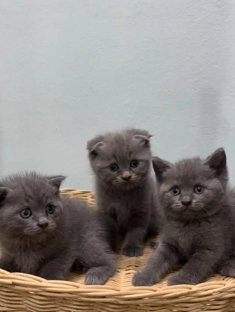 British short hair (bsh kitten)