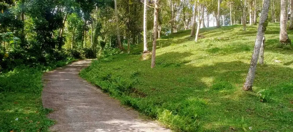 Jual tanah kebun dekat villa harga termurah di tabanan bali
