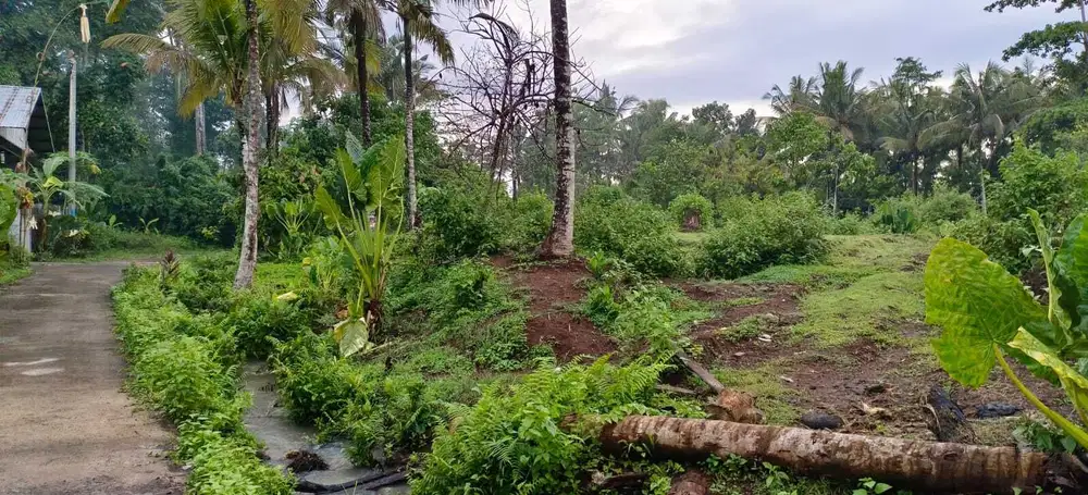 Dijual Tanah Cocok Untuk Hunian Villa Pribadi Di Tabanan Bali
