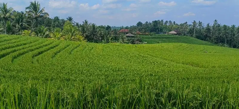 tanah kebun view sawah,desa wisata HARGA DI BAWAH 1 MILLYAR di BALI