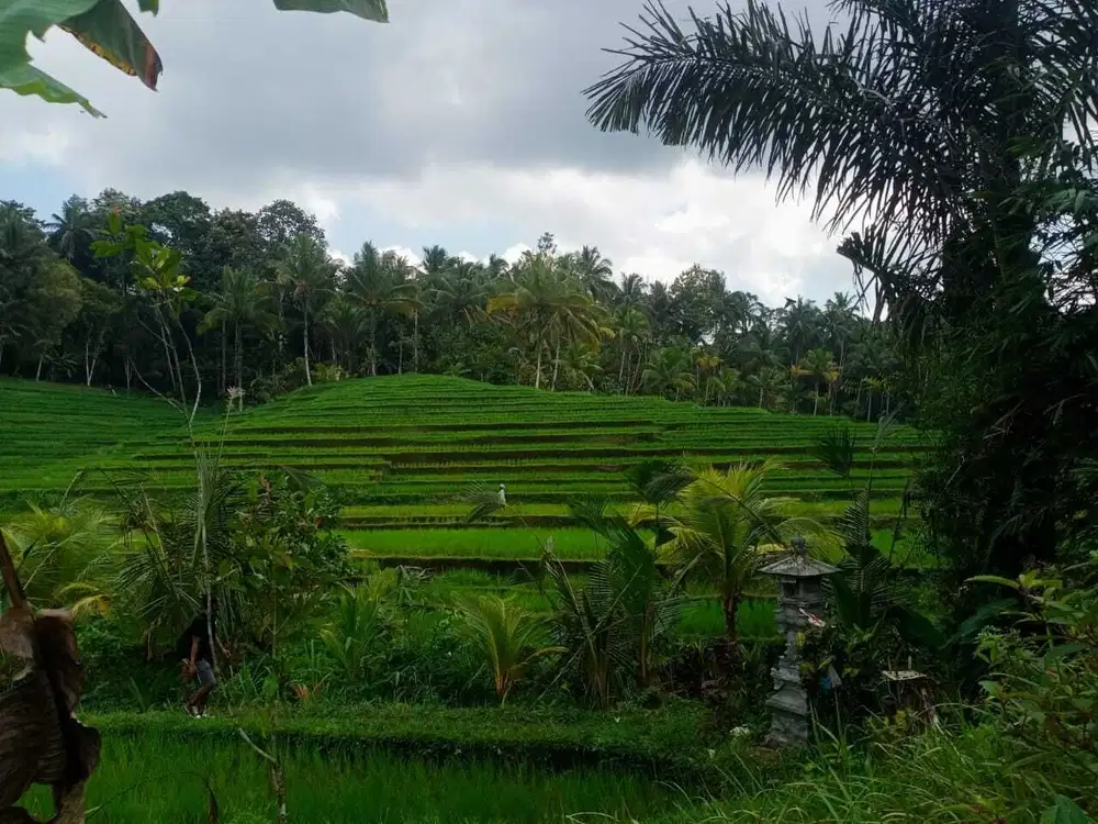DIjual Tanah Kebun Produktif View Sawah Los Sungai Di Tabanan Bali