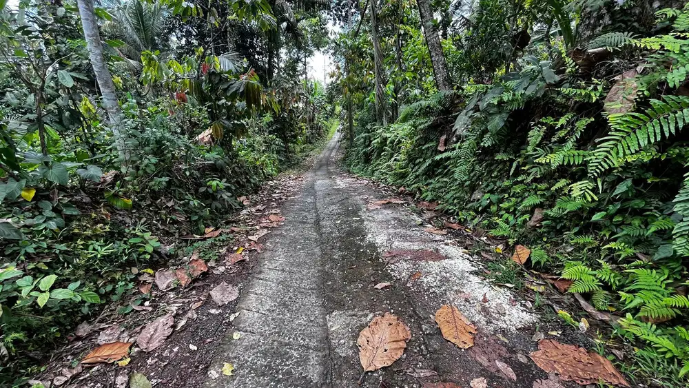 Jual tanah kebun aneka buah di tabanan bali