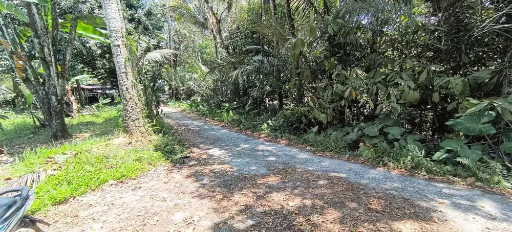 Jual kebun durian dan manggis di tabanan bali