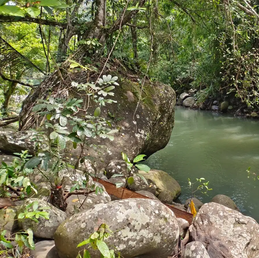 tanah kebun manggis dan durian los sungai di tabanan bali