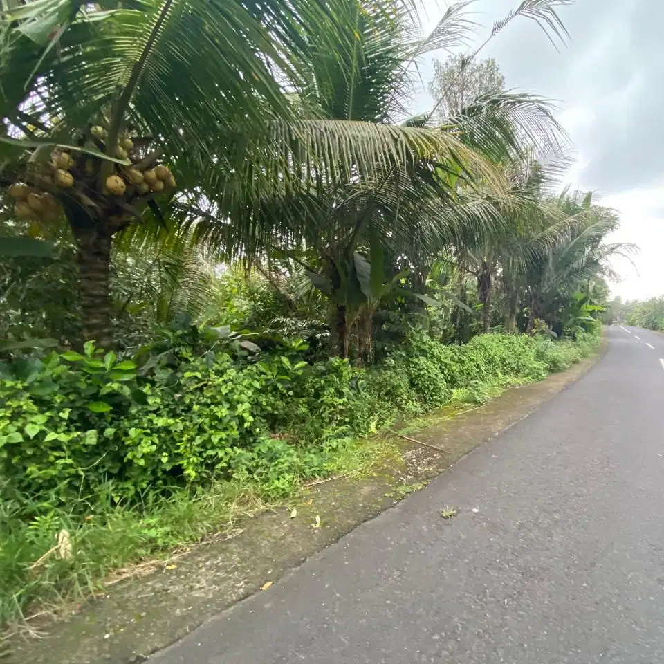 jual tanah kebun view lembah pinggir jalan hotmik di tabanan bali
