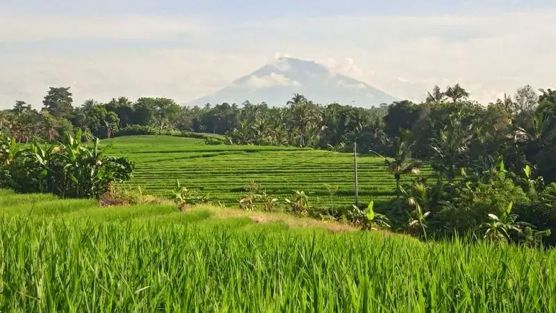 tanah luas kecil view sawah dan gunung dekat pantai di tabanan bali.