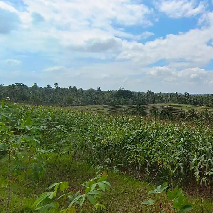 JUAL TANAH KEBUN VIEW SAWAH MURAH DI TABANAN BALI.