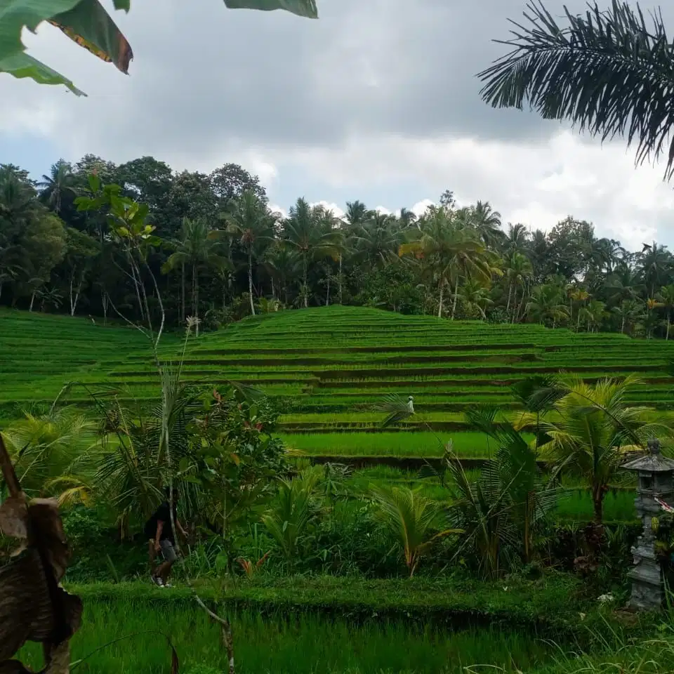 tanah kebun view sawah dan gunung yang indah di tabanan bali