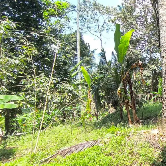 tanah kebun buah los sungai harga murah di bali