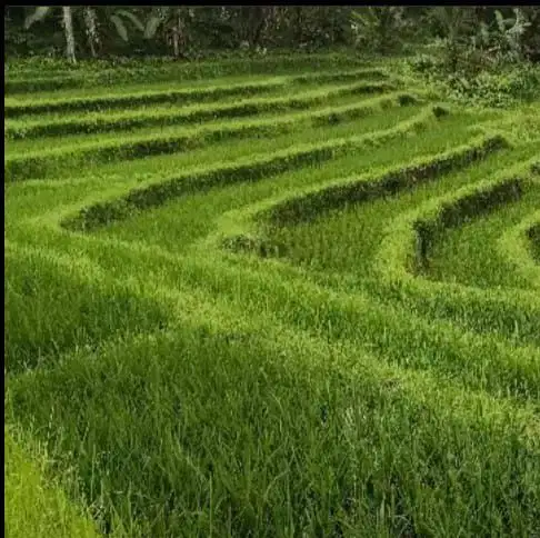 tanah kebun dan sawah los sungai view sawah terasering di tabanan bali