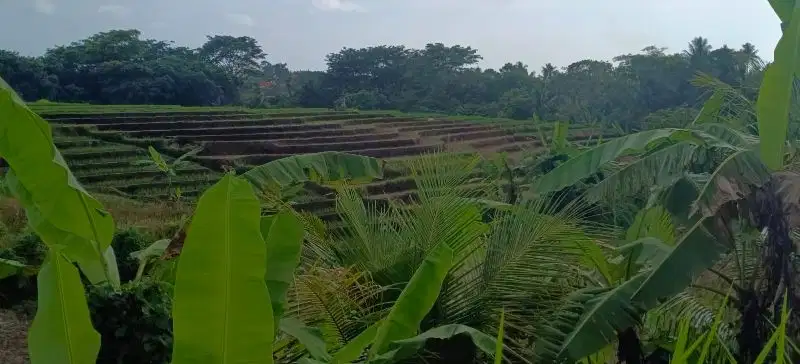 tanah kebun luasan kecil view sawah cantik murah di bali.