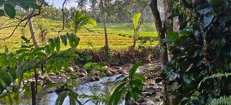 tanah kebung view sawah los sungai berbatu di bali