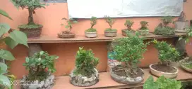 Dijual berbagai macam bonsai special