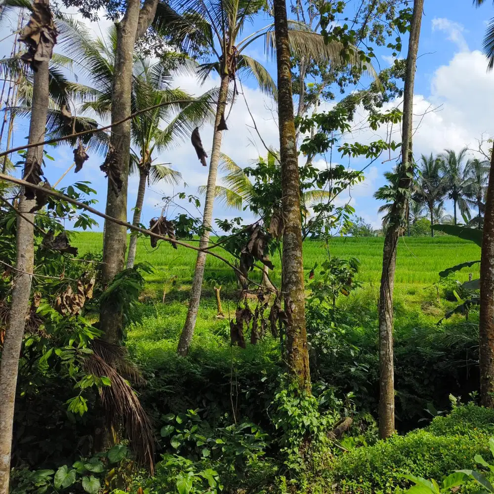 jual tanah luas kecil udara sejuk di tabanan bali