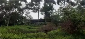Dijual Kebun durian 1280 m2 jalan cagak Subang