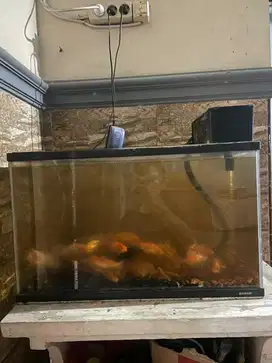 aquarium BAHARI 60x30x35 + aerator + filter + talang filter