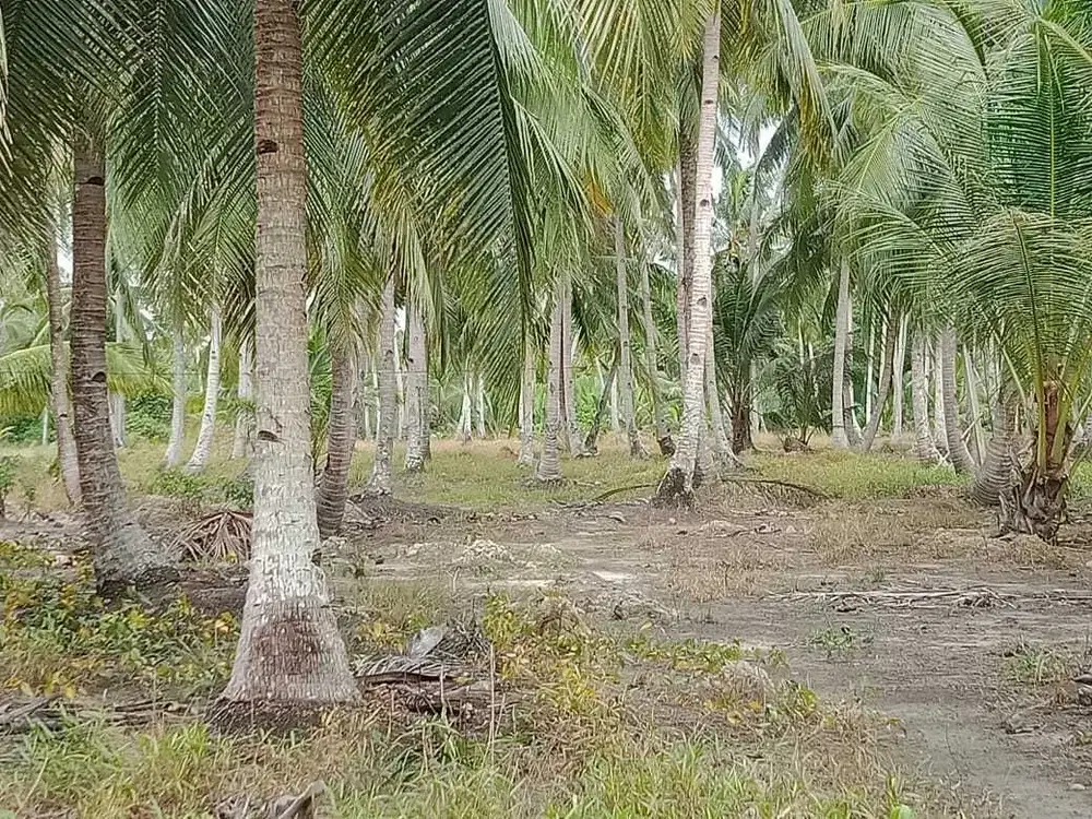 Dijual Tanah 3,8 ha di Sungai Raya, Kal Bar