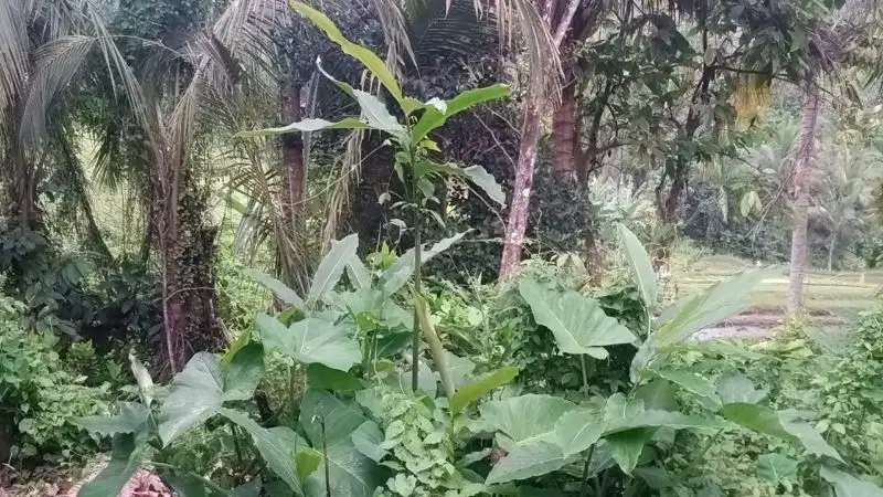 jual tanah luas 9 are harga murah view sawah di tabanan bali.
