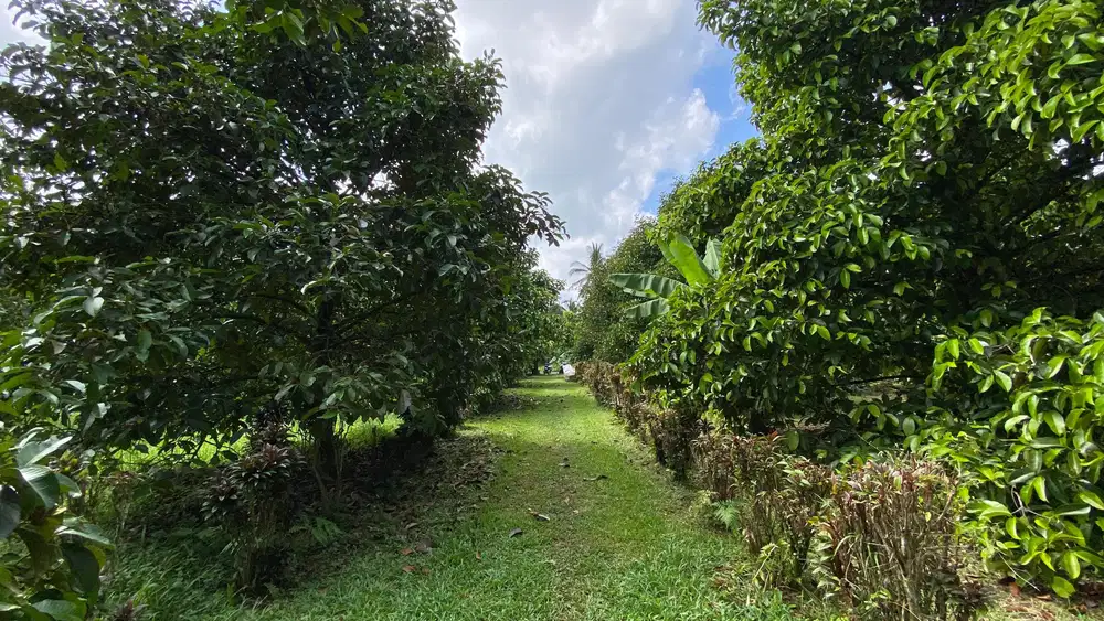 Jual tanah kebun manggis di tabanan bali.