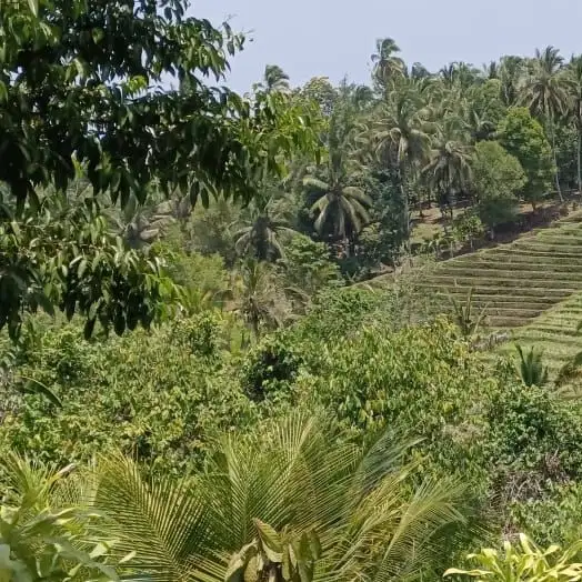 tanah kebun luas kecil view sawah harga murah di tabanan bali