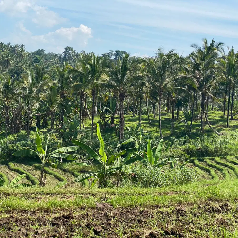 jual tanah kebun view sawah di tabanan bali