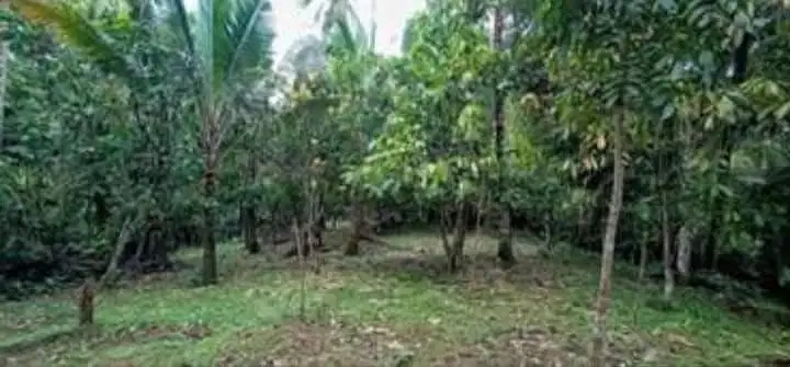 Dijual Tanah Kebun 37,7 Are di Pesagi Tabanan Bali