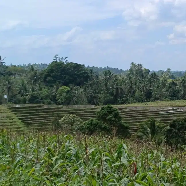 di jua tanah kebun view sawah dah lembah di tabanan bali