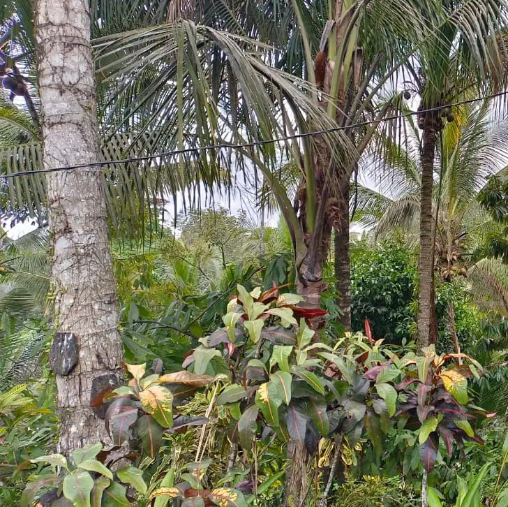luas kecil view sawah sudah isi bangunan joglo di tabanan bali