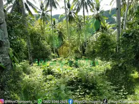 DIJUAL CEPAT TANAH PERKEBUNAN MURAH LIKUPANG, HARGA DI BAWAH PASARAN