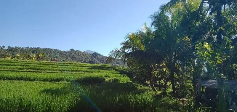 tanah kebun view sawah los sungai murah HARGA DI BAWAH 1 M di bali