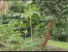Jual Tanah bonus Tanah, Pinggir Jalan Besar, Lenteng Agung
