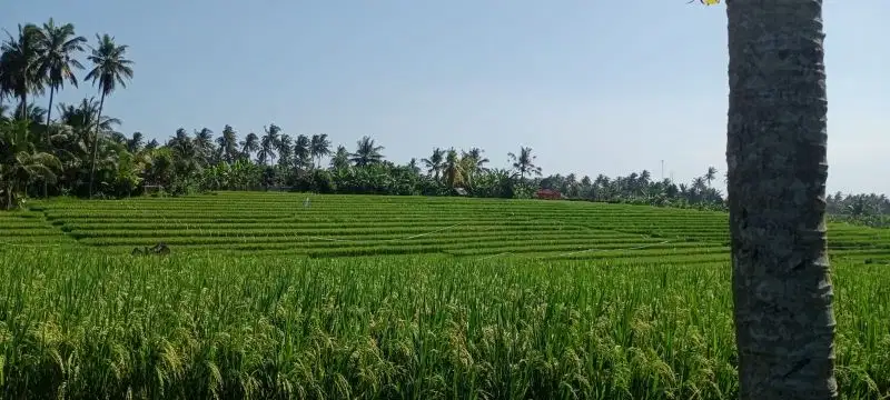 tanah kebun luasan kecil dekat pantai balian tabanan.